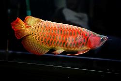 Click image for larger version

Name:	ikan.jpg
Views:	176
Size:	70.4 KB
ID:	10258