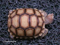 Click image for larger version

Name:	Sulcata-Thinline2.jpg
Views:	159
Size:	37.5 KB
ID:	10334
