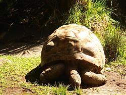 Click image for larger version

Name:	aldabra melbourne zoo_02.jpg
Views:	166
Size:	154.1 KB
ID:	11465