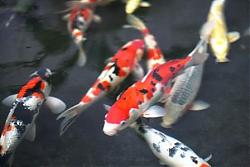 Click image for larger version

Name:	Koi 2.jpg
Views:	103
Size:	34.0 KB
ID:	13773