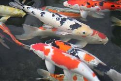 Click image for larger version

Name:	Koi 6.jpg
Views:	96
Size:	35.6 KB
ID:	13775