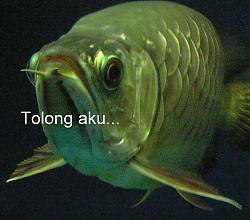 Click image for larger version

Name:	tolong.JPG
Views:	234
Size:	172.7 KB
ID:	24451
