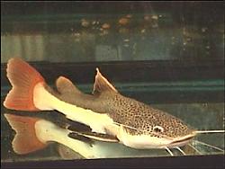 Click image for larger version

Name:	redtail_catfish 1.jpg
Views:	132
Size:	16.8 KB
ID:	27118