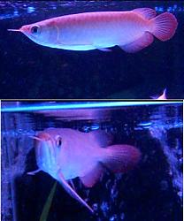 Click image for larger version

Name:	ikan-2.jpg
Views:	357
Size:	76.8 KB
ID:	27778