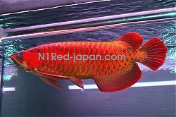 Click image for larger version

Name:	N1Red_Japan(4).jpg
Views:	583
Size:	220.0 KB
ID:	28183