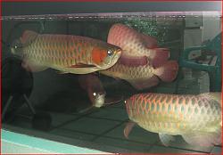 Click image for larger version

Name:	gbr3.JPG
Views:	175
Size:	94.8 KB
ID:	27954