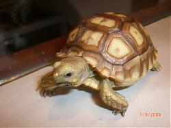 Click image for larger version

Name:	Sulcata 1.jpg
Views:	266
Size:	37.7 KB
ID:	24299