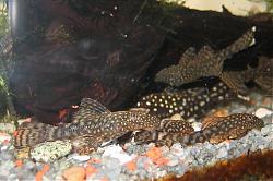 Click image for larger version

Name:	pleco_01.jpg
Views:	214
Size:	173.0 KB
ID:	22838