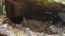 Click image for larger version

Name:	pleco_02.jpg
Views:	211
Size:	151.9 KB
ID:	22839