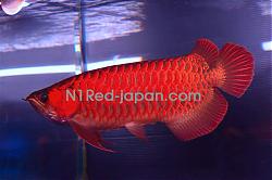 Click image for larger version

Name:	N1Red_Japan(5).jpg
Views:	588
Size:	172.6 KB
ID:	28184