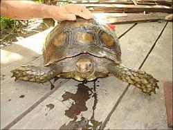 Click image for larger version

Name:	enys:sulcata.jpg
Views:	271
Size:	36.3 KB
ID:	12778