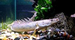Click image for larger version

Name:	polypterus endlicheri congicus.jpg
Views:	184
Size:	26.4 KB
ID:	1014