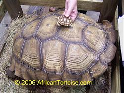 Click image for larger version

Name:	adult_and_baby_sulcata.jpg
Views:	155
Size:	95.1 KB
ID:	11202