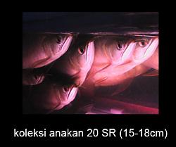 Click image for larger version

Name:	anakan.jpg
Views:	239
Size:	46.9 KB
ID:	7923