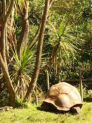 Click image for larger version

Name:	aldabra melbourne zoo_03.jpg
Views:	139
Size:	289.7 KB
ID:	11466