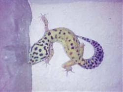 Click image for larger version

Name:	Leopard Gecko 2.jpg
Views:	155
Size:	36.5 KB
ID:	25980