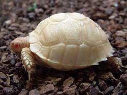 Click image for larger version

Name:	Sulcata-Albino.jpg
Views:	142
Size:	31.0 KB
ID:	11226