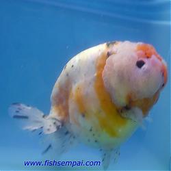Click image for larger version

Name:	Ranchu.Calico.M1.jpg
Views:	174
Size:	25.1 KB
ID:	13130