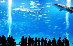 Click image for larger version

Name:	Okinawa_Churaumi_Aquarium.jpg
Views:	289
Size:	52.1 KB
ID:	5431