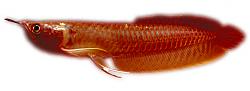 Click image for larger version

Name:	silver_arowana.jpg
Views:	295
Size:	129.5 KB
ID:	23060