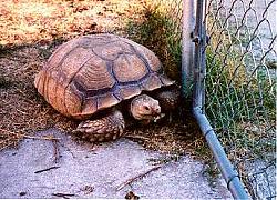 Click image for larger version

Name:	sulcata1.jpg
Views:	153
Size:	25.3 KB
ID:	11192