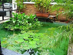Click image for larger version

Name:	pond.jpg
Views:	220
Size:	97.5 KB
ID:	787