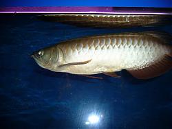 Click image for larger version

Name:	P1030630 (Large).JPG
Views:	360
Size:	75.2 KB
ID:	10418