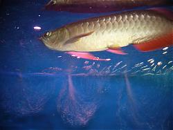 Click image for larger version

Name:	P1030634 (Large).JPG
Views:	370
Size:	80.9 KB
ID:	10419