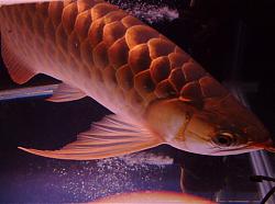 Click image for larger version

Name:	DSCF0935a.jpg
Views:	74
Size:	86.2 KB
ID:	10811