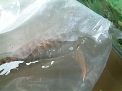 Click image for larger version

Name:	DSCF1001a.jpg
Views:	60
Size:	66.6 KB
ID:	10815