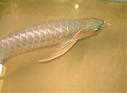 Click image for larger version

Name:	DSCF1007a.jpg
Views:	61
Size:	77.9 KB
ID:	10818