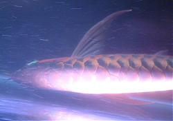 Click image for larger version

Name:	DSCF0015a.jpg
Views:	59
Size:	68.5 KB
ID:	10821