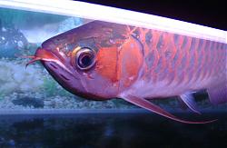 Click image for larger version

Name:	DSCF0021a.jpg
Views:	61
Size:	65.1 KB
ID:	10822