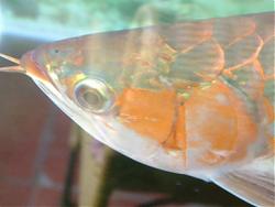 Click image for larger version

Name:	DSCF0056a.jpg
Views:	63
Size:	22.1 KB
ID:	10823