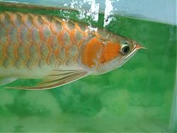 Click image for larger version

Name:	DSCF1607a.jpg
Views:	60
Size:	77.4 KB
ID:	10829