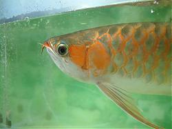 Click image for larger version

Name:	DSCF1612a.jpg
Views:	68
Size:	72.4 KB
ID:	10830