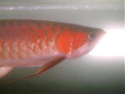 Click image for larger version

Name:	Dscf2284a.jpg
Views:	64
Size:	58.5 KB
ID:	10832