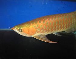 Click image for larger version

Name:	IMG_0003a.jpg
Views:	65
Size:	16.4 KB
ID:	10835