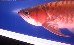 Click image for larger version

Name:	IMG_0067a.jpg
Views:	66
Size:	22.8 KB
ID:	10837