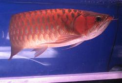 Click image for larger version

Name:	IMG_0068a.jpg
Views:	66
Size:	25.0 KB
ID:	10839