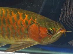 Click image for larger version

Name:	IMG_0042a.jpg
Views:	65
Size:	28.4 KB
ID:	10840