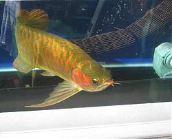 Click image for larger version

Name:	IMG_0045b.jpg
Views:	68
Size:	27.2 KB
ID:	10841