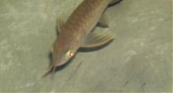 Click image for larger version

Name:	16.JPG
Views:	52
Size:	128.9 KB
ID:	11030