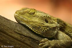 Click image for larger version

Name:	bearded_dragon_03tfk.jpg
Views:	281
Size:	96.8 KB
ID:	11344