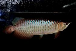 Click image for larger version

Name:	toska.jpg
Views:	181
Size:	18.9 KB
ID:	11655