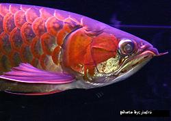 Click image for larger version

Name:	nw2.jpg
Views:	66
Size:	75.0 KB
ID:	11774