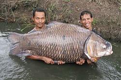 Click image for larger version

Name:	catlocarpiosiamensis2.jpg
Views:	117
Size:	46.8 KB
ID:	12088