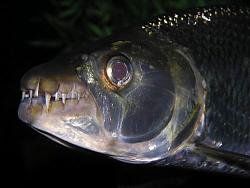 Click image for larger version

Name:	simanistersipu.jpg
Views:	71
Size:	24.8 KB
ID:	12231