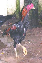 Click image for larger version

Name:	my fighting cock 2b.jpg
Views:	184
Size:	125.1 KB
ID:	1263