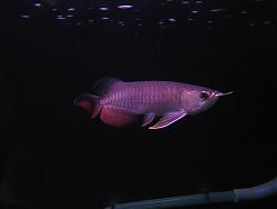 Click image for larger version

Name:	Golden Red.JPG
Views:	78
Size:	27.7 KB
ID:	13734